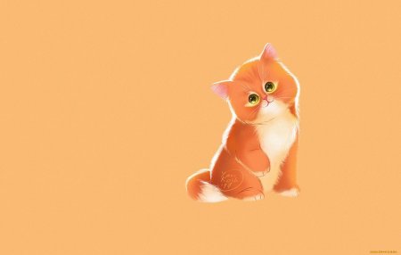 Котик на однотонном фоне