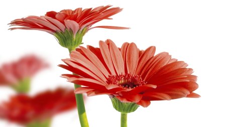 Гербера Мариатта