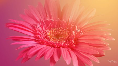 Оранжевые герберы