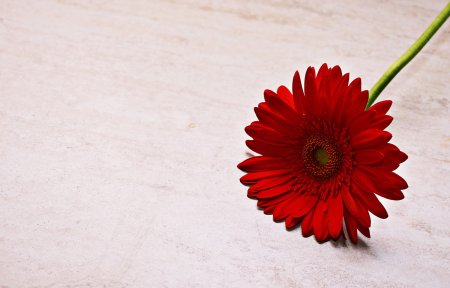 Гербера красная