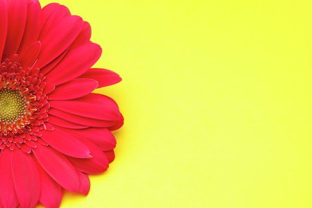 Розовые герберы фон