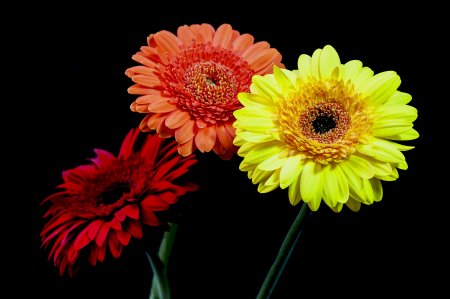 Цветы на черном фоне