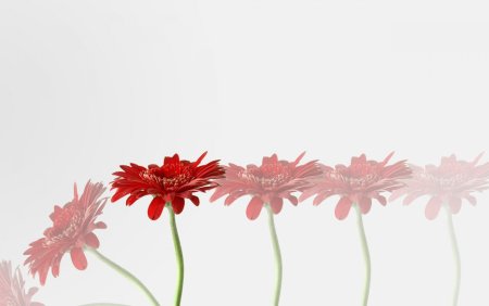 Красные цветы Минимализм