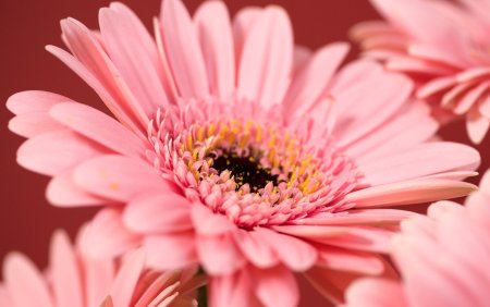 Обои на рабочий стол герберы