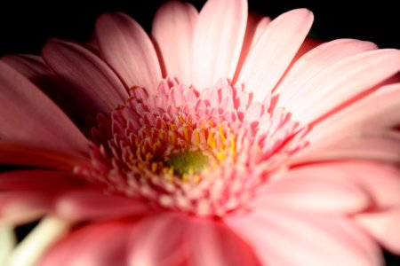 Гербера debut