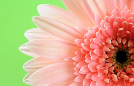 Обои на рабочий стол герберы