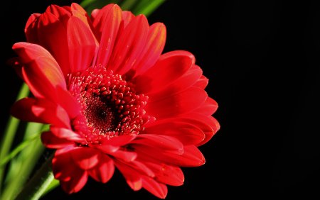 Ярко красные цветы