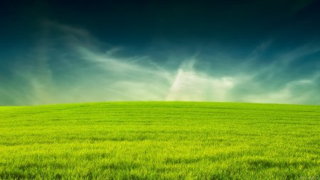 Зеленое поле