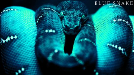Синяя змея