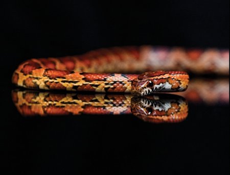 Фон рабочего стола змеи