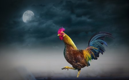 Петух кричащий