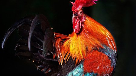 Петушки петуханчики