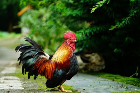 Пестрый петух