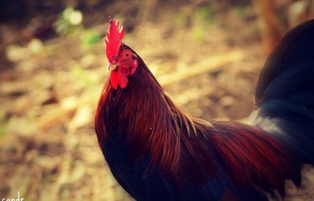 Черно красный петух