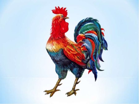 Петух картинка