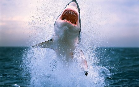 Great White 2021