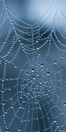 Нить паутины