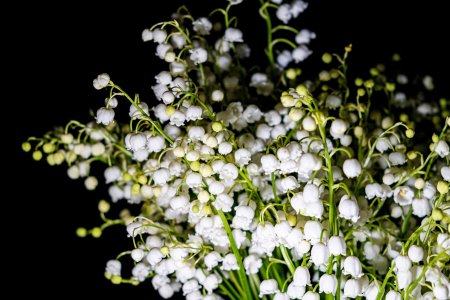 Ландыш White