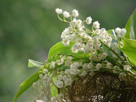 Ландыш сирень Жасмин