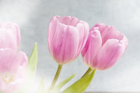 Тюльпан Pink / Rose