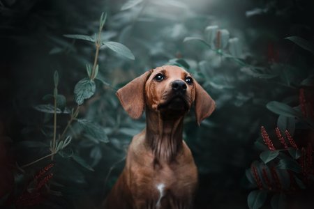 Красивые собаки