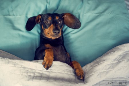 Афганская такса собака