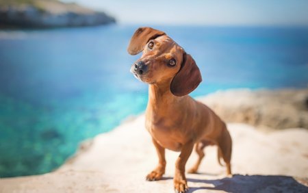 Симпатичные таксы