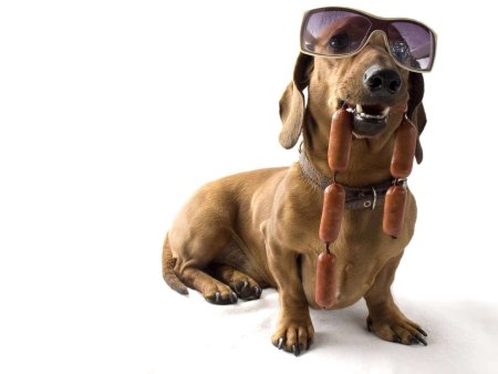 Такса в очках