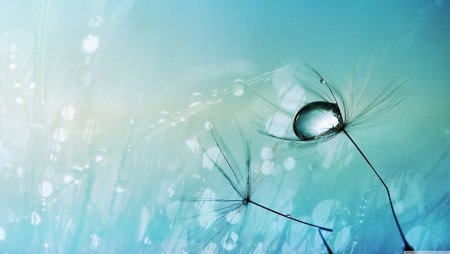 Одуванчик на бирюзовом фоне