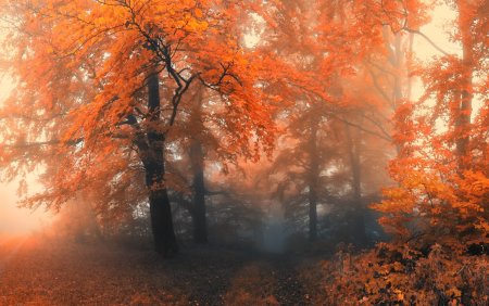 Красивый осенний лес