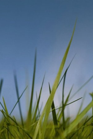 Трава после дождя