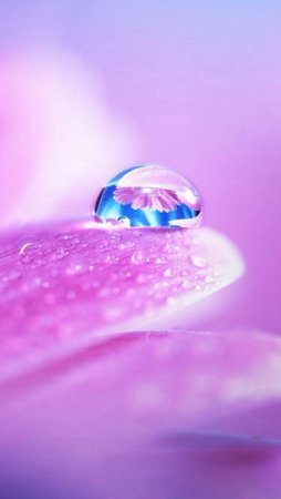 Розовые капли