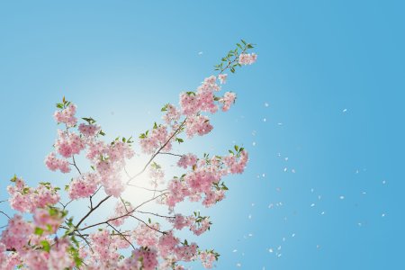 Цветы Сакуры