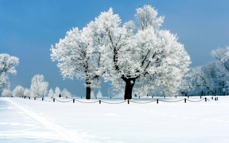 Красивые деревья в снегу