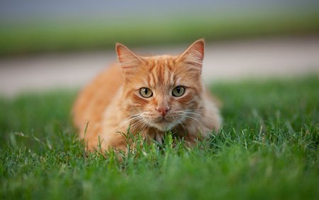 Рыжий котик