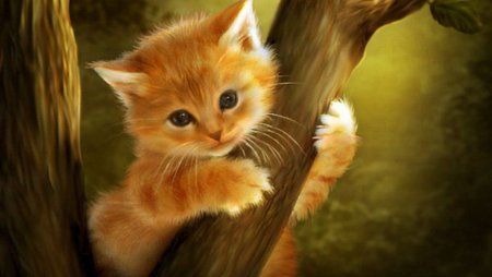 Самые милые рыжие котята гифки