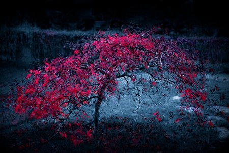 Красивое красное дерево