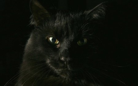 Черный котяра