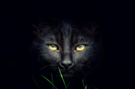 Черная кошка