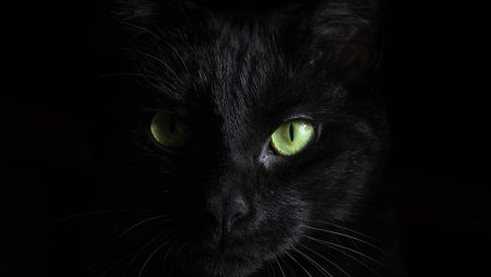 Морда черного кота