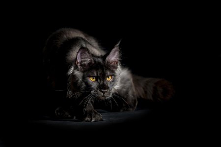 Кот Мейн кун черный