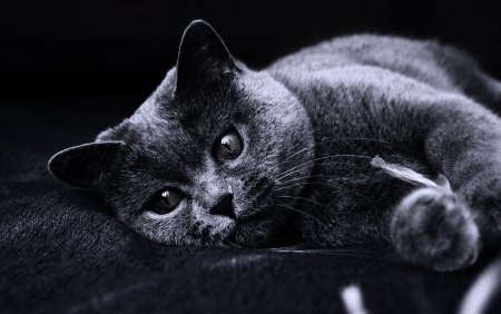 Обои кошки
