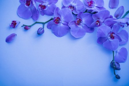 Обои на рабочий стол Рисованные цветы