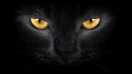 Кошачий глаз Kodi 7d