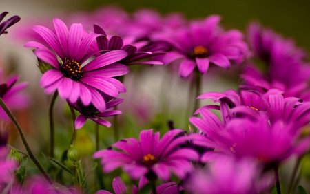 Природа цветы