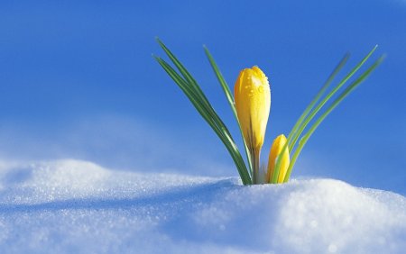 Подснежники желтые