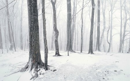 Зимой в лесу