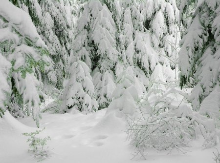 Заснеженный лес