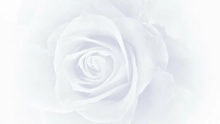 Белые цветы на белом фоне