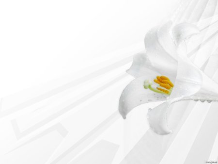 Белые цветы на белом фоне